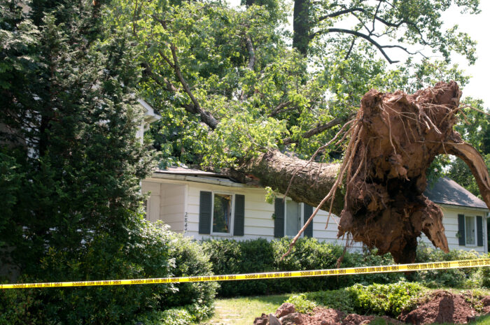 Storm damage as an uprooted tree has landed on a house after a wind storm